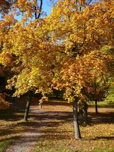 Zámecký park v Dolních Počernicích